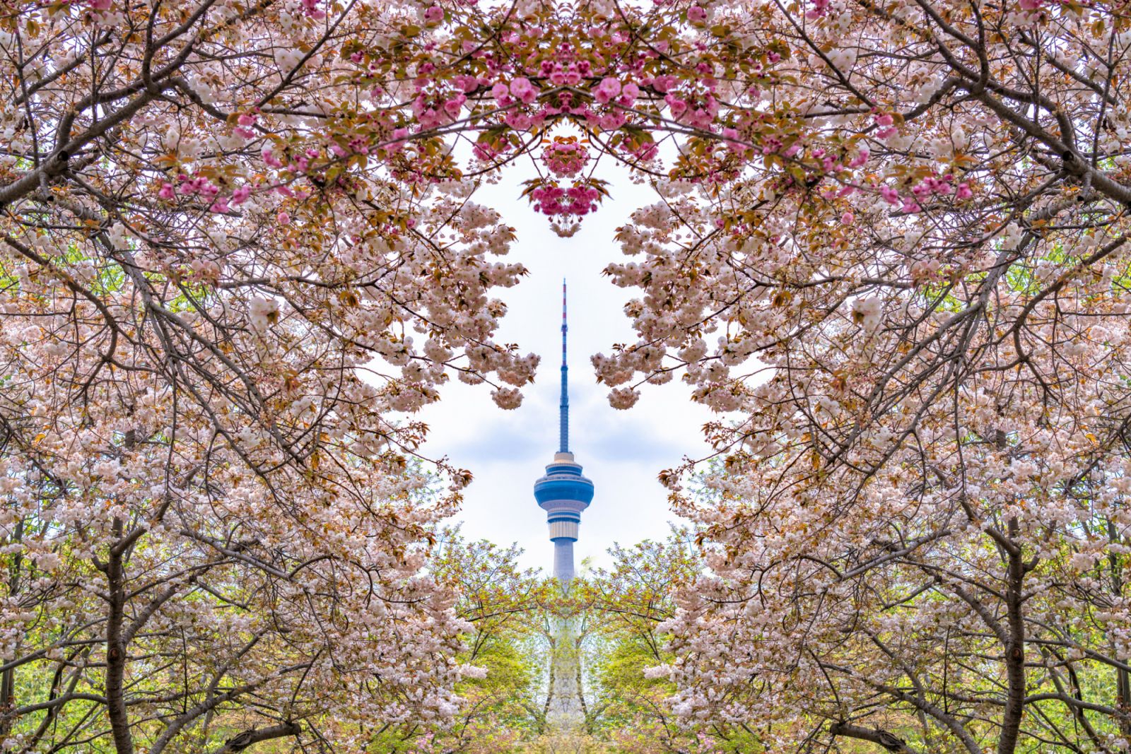 Cherry blossoms in Yuyuantan Park, Beijing, China. Overlooking the CCTV Tower from the cherry blossom garden