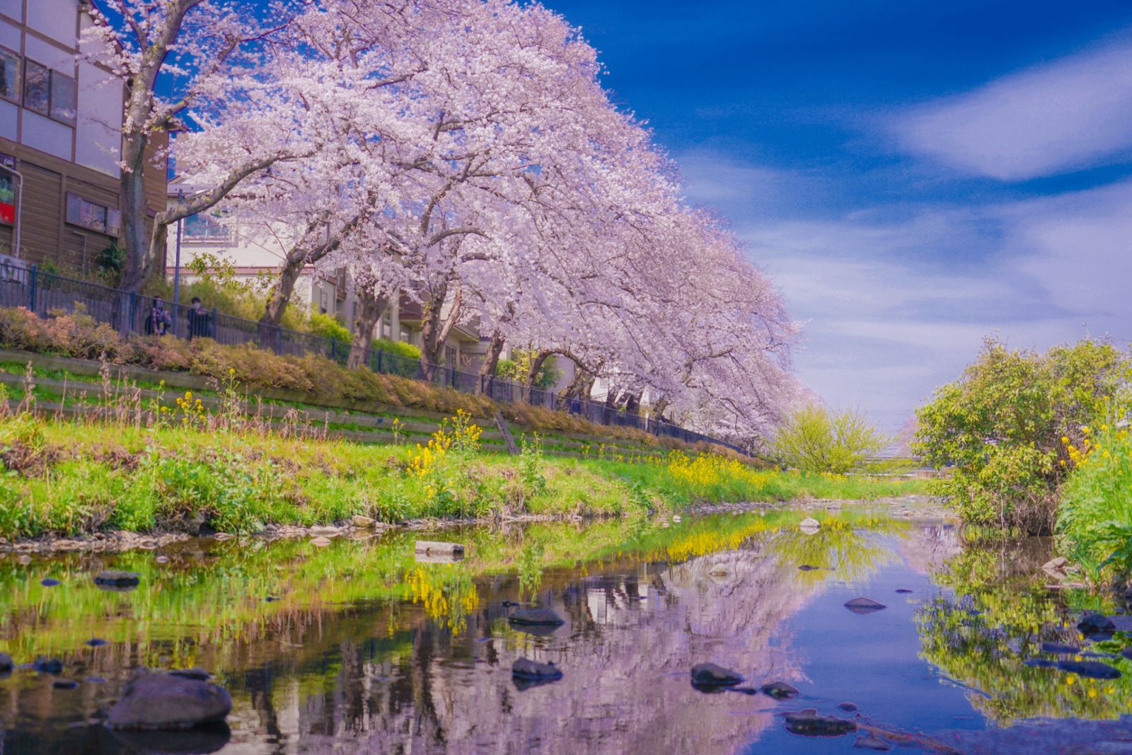 Nogawa cherry blossoms (Chofu City). Shooting Location: Tokyo Chofu City