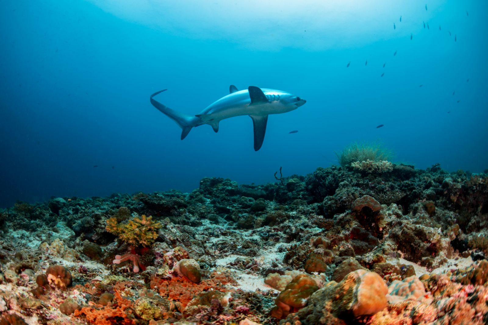 Thresher shark swims over coral reef at malapascua island Philippines (Photo: GettyImages)