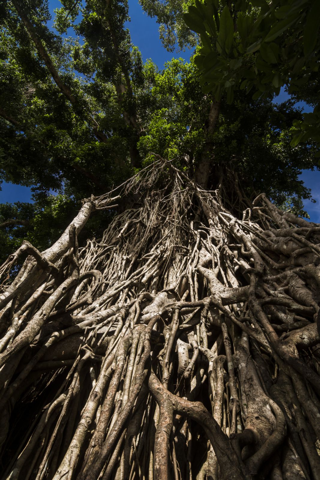 Balete Tree (Millenium Tree), a tourist spot near Baler. In Maria Aurora, Aurora, Philippines (Photo: GettyImages)