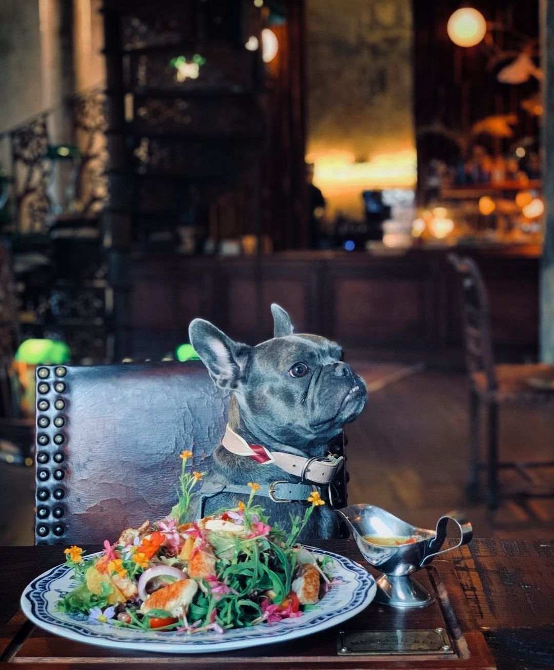 pet-friendly at The Mustang Blu คาเฟ่ pet-friendly ในกรุงเทพ
