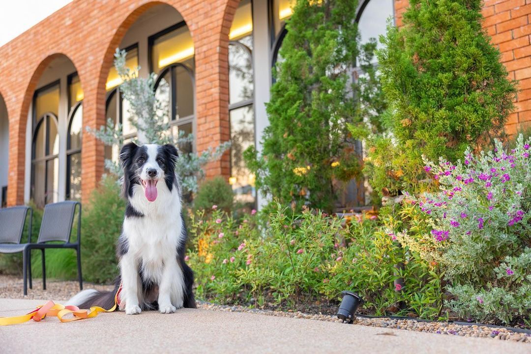 Dawn to Dusk pet-friendly café คาเฟ่ pet-friendly ในกรุงเทพ