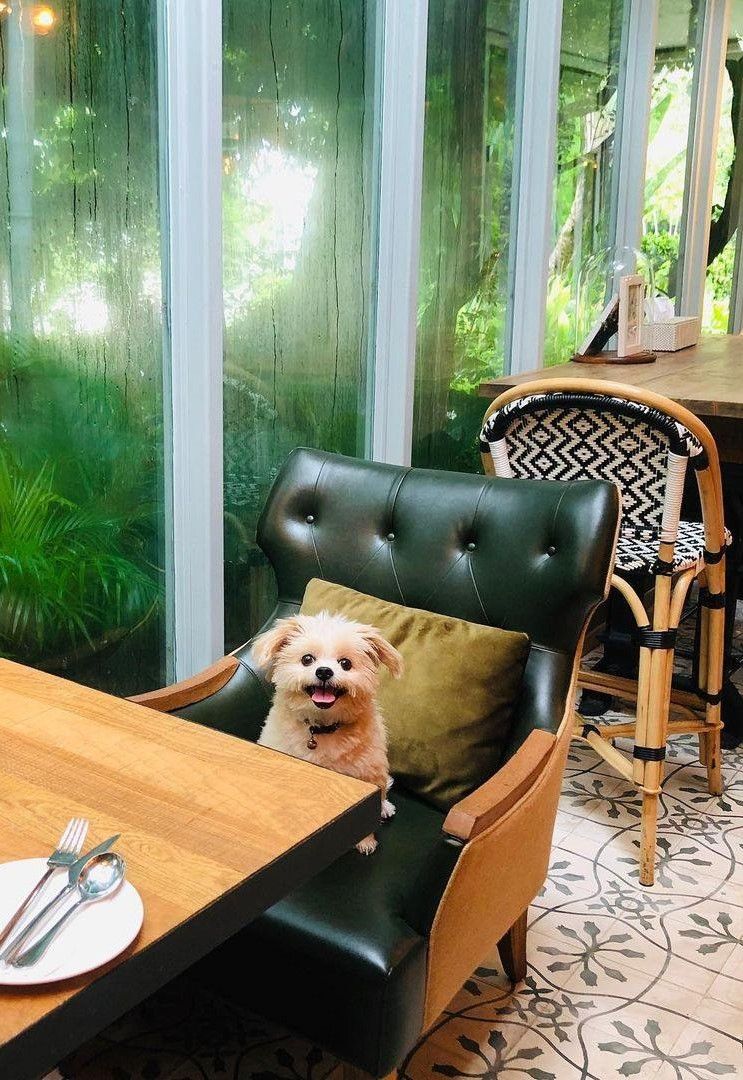 dusit gourmet pet friendly คาเฟ่ pet-friendly ในกรุงเทพ