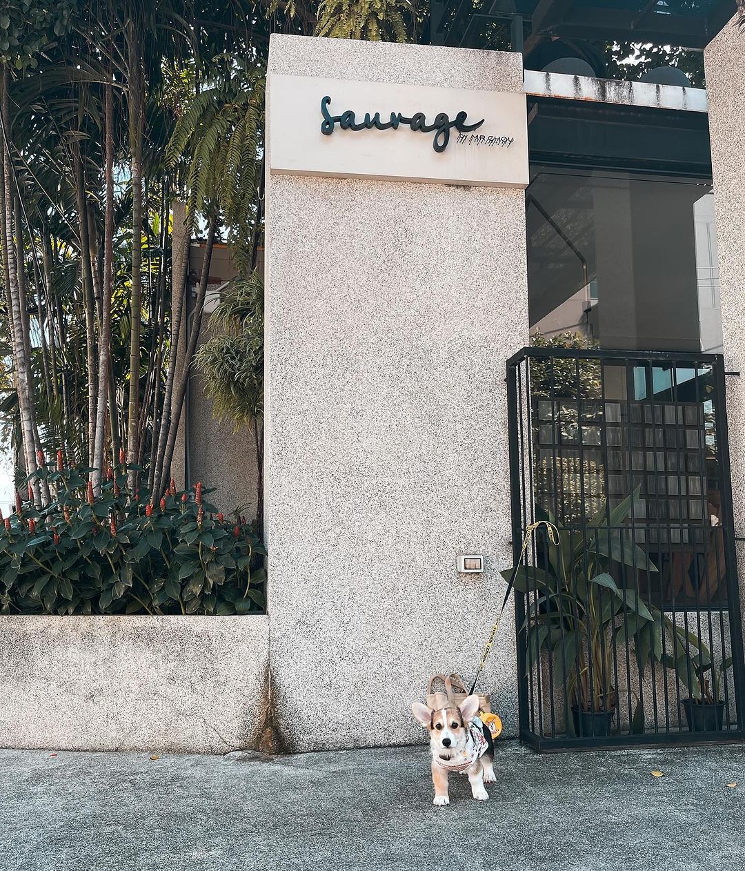 sauvage pet friendly cafe คาเฟ่ pet-friendly ในกรุงเทพ