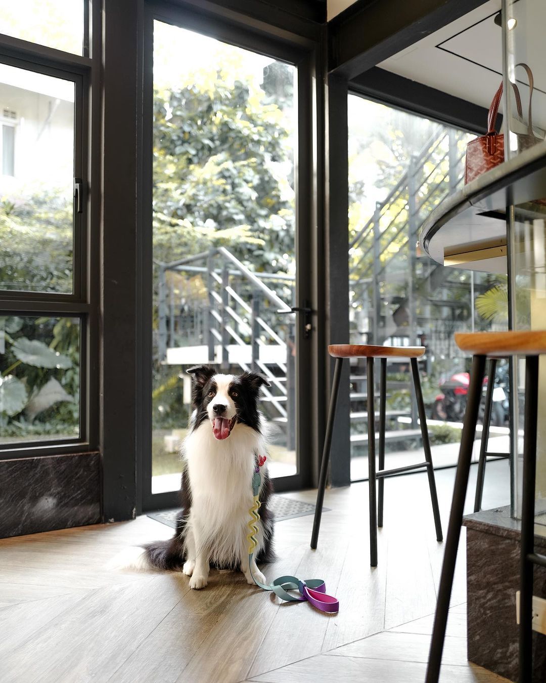 sauvage pet friendly cafe คาเฟ่ pet-friendly ในกรุงเทพ