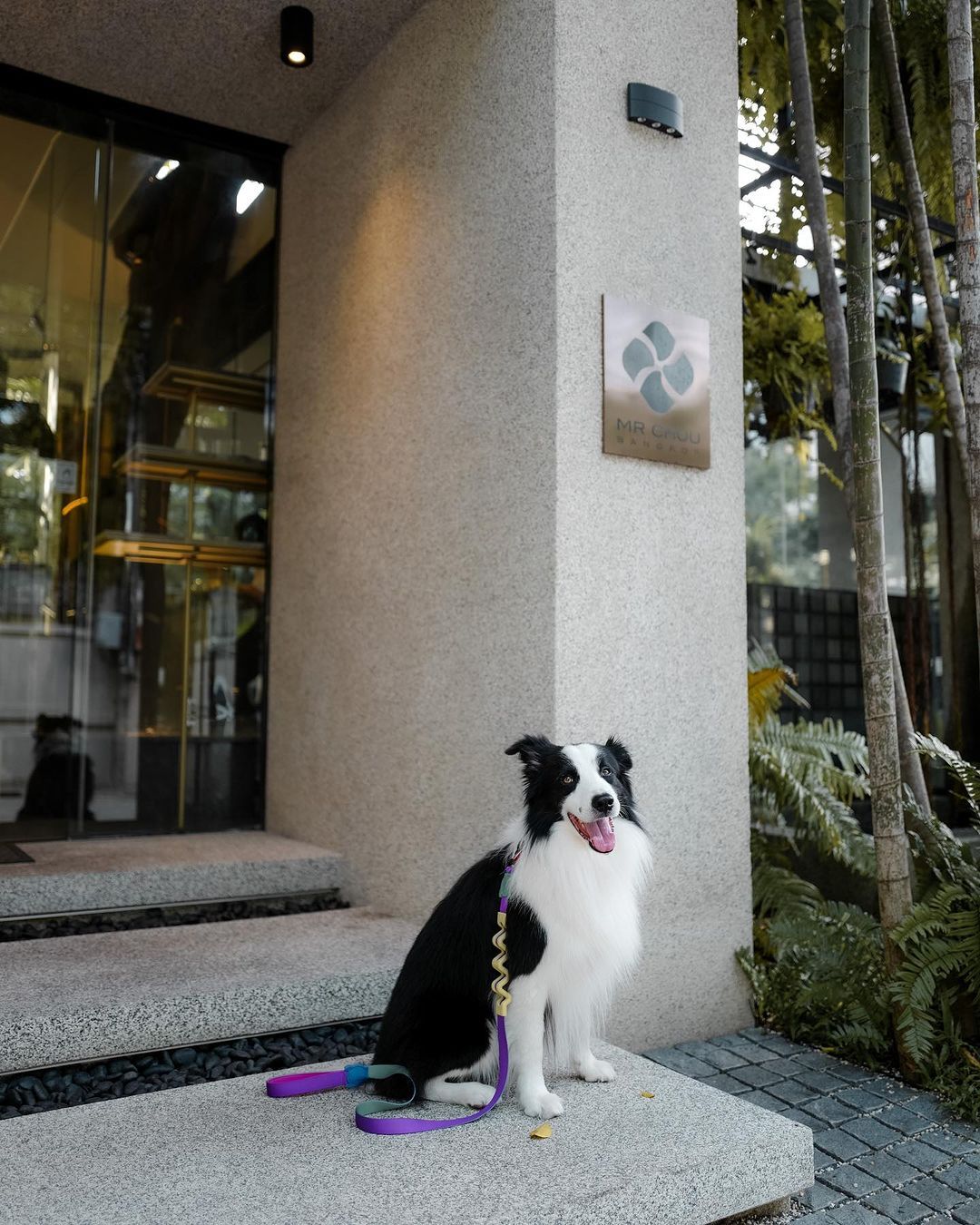 sauvage pet friendly cafe คาเฟ่ pet-friendly ในกรุงเทพ