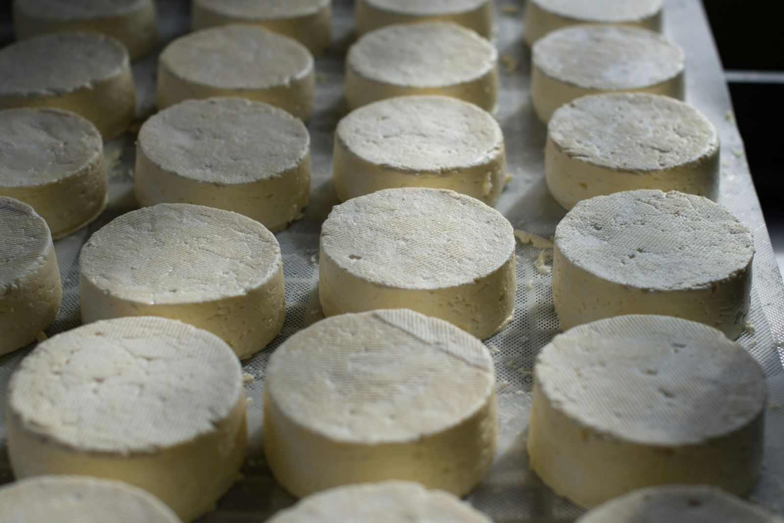 Wheels of brie in the making (Photo: Unsplash)