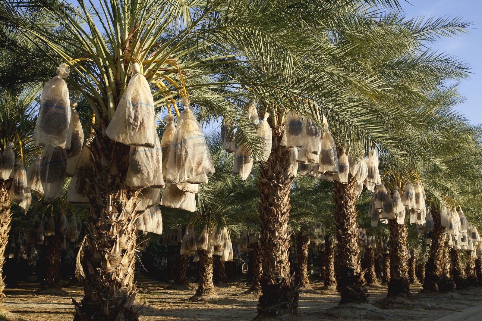 Farmers often place a protective bag around each date cluster to prevent damage by birds, small mammals, and insects.