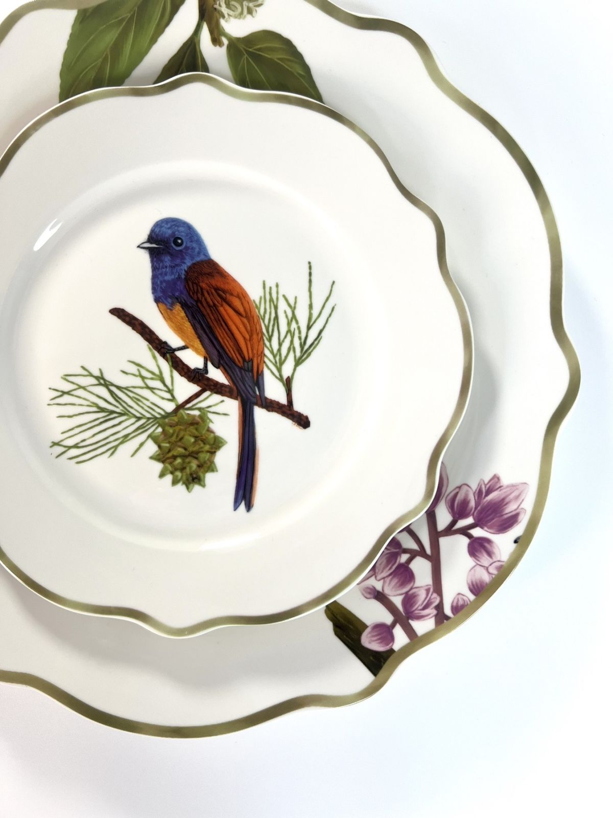 Blue-headed fantail from the Ibon Collection by Casa Juan