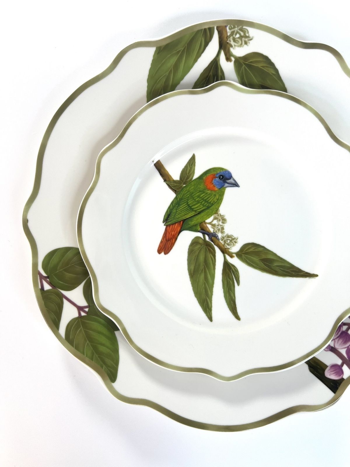 Red-eared parrotfinch from the Ibon Collection by Casa Juan