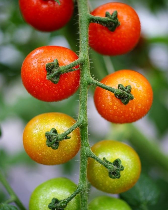 Tomatoes grown in Cameron Highlands (Photo: Instagram / @chitose_agriculture)