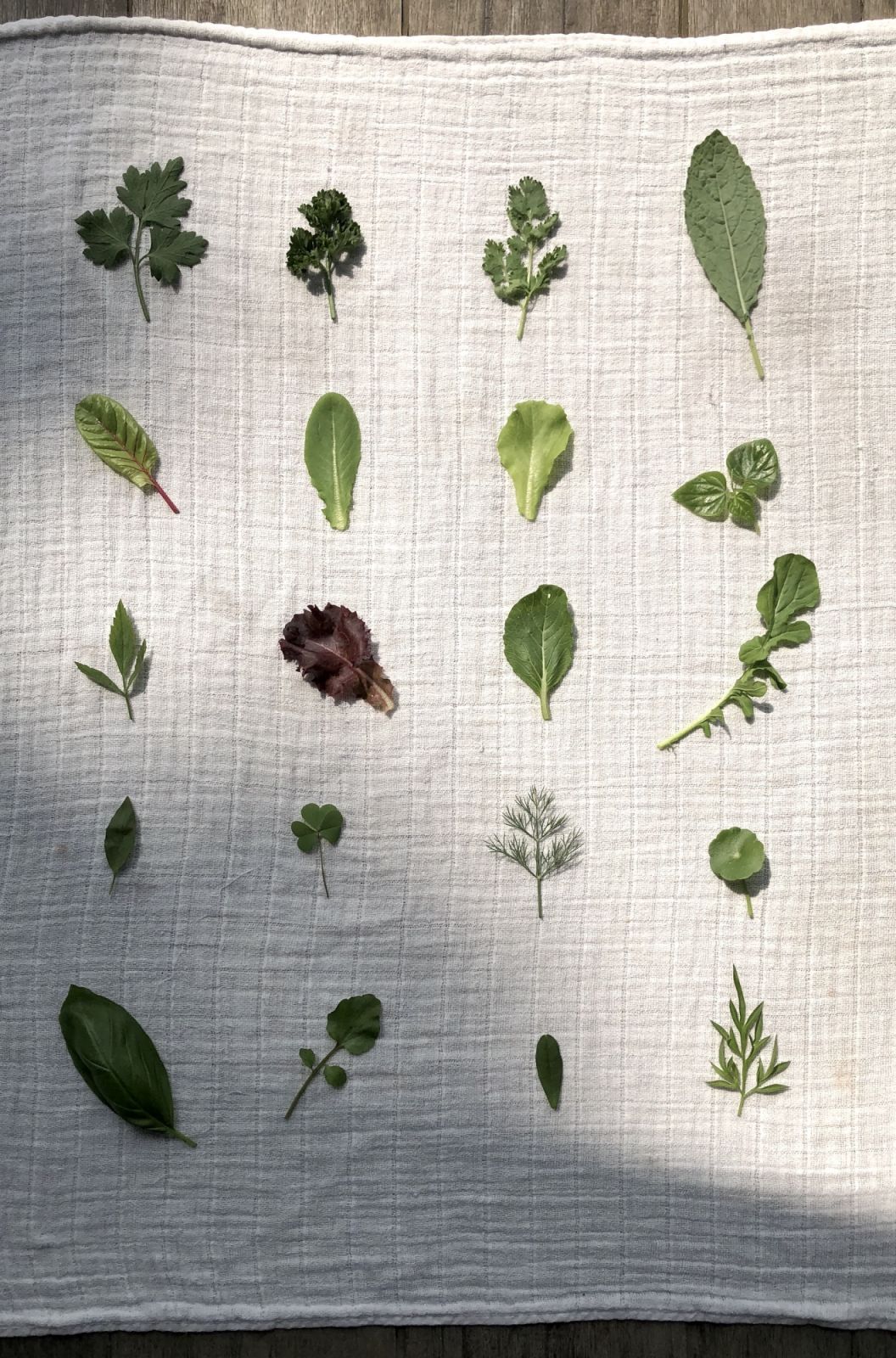 Salad leaves (Photo: A Little Farm On The Hill)