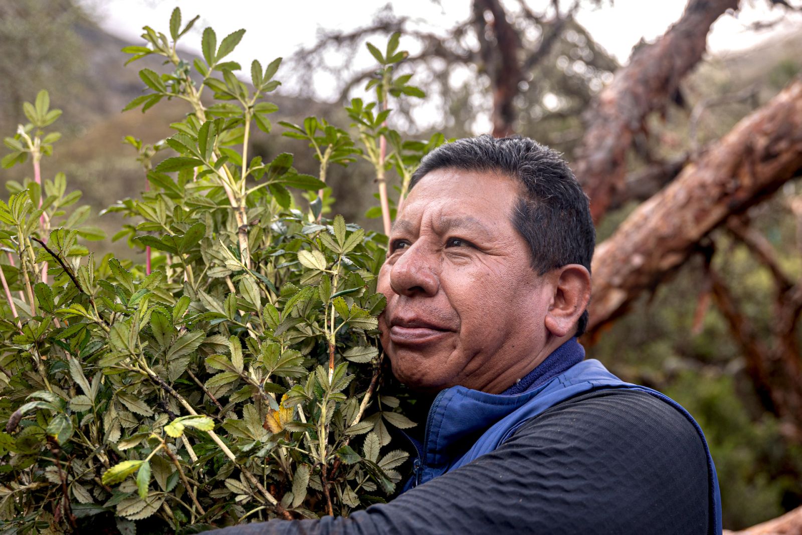 Founder of Asociacion de los Ecosistemas Andinos and co-founder of Accion Andina, Constantino Aucca Chutas, holding small Polylepis trees only a few days before they are going to be planted by Aucca Chutas and the Quishuarani community in the Andean mountains.