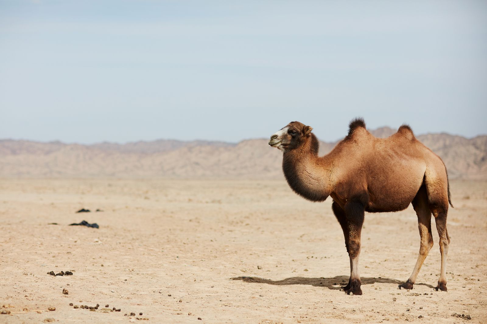 There are less than 1,000 wild camels left in the wild and the species is listed as critically endangered by the International Union for Conservation of Nature