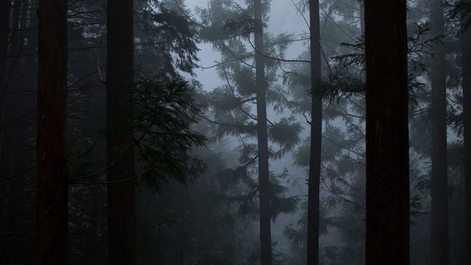 Hinoki Forest in Japan