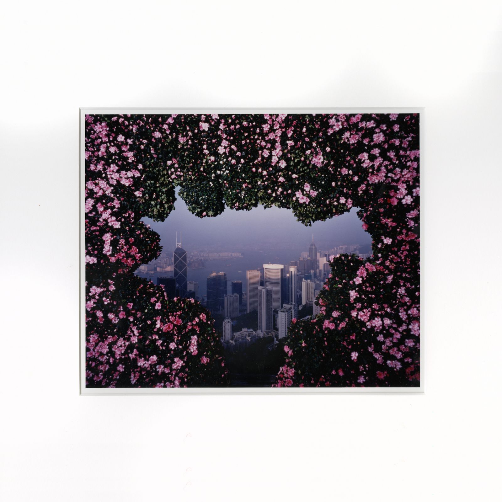 Lee Ka-sing's "A Floral Tranformation" (1996) on view for "Another Day in Hong Kong" on view at Asia Art Archive, March 18 - August 31, CCG Library, 11/F, Hollywood Centre, 233 Hollywood Rd, Sheung Wan (Photo/ courtesy Lee Ka-Sing)
