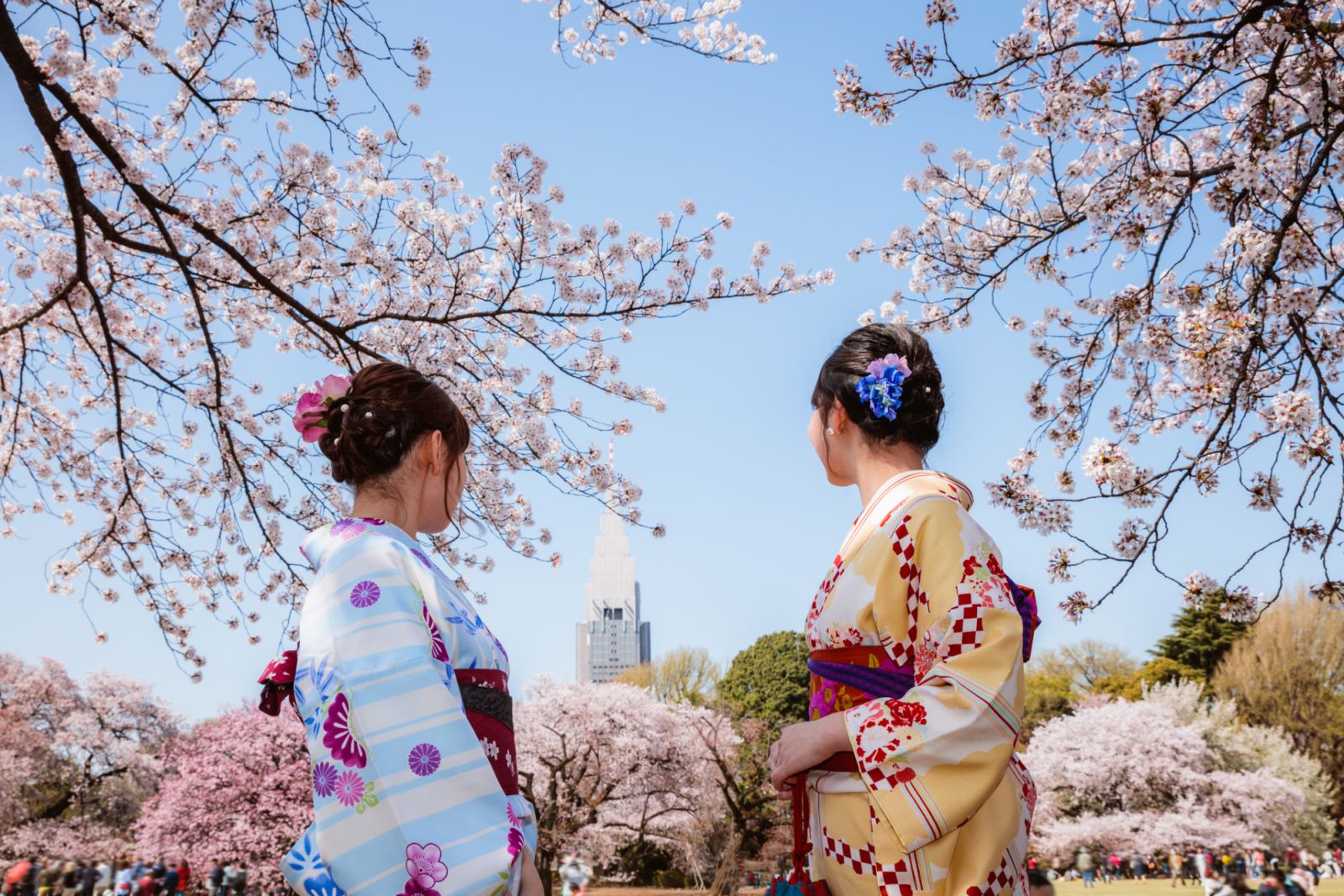 Japanese girl with traditional kimono in a public park (Ueno park) during cherry blossom season, Tokyo, Japan