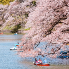 Where to catch cherry blossoms in Tokyo (Photo: Getty Images)