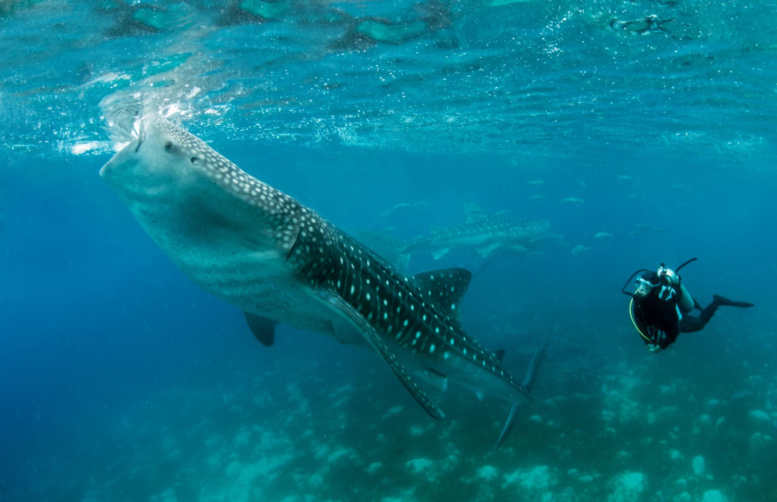 Whale shark, Rhincodon typus, Oslob, Philippines, Indian Ocean (Photo: Gerard Soury/Getty Images)
