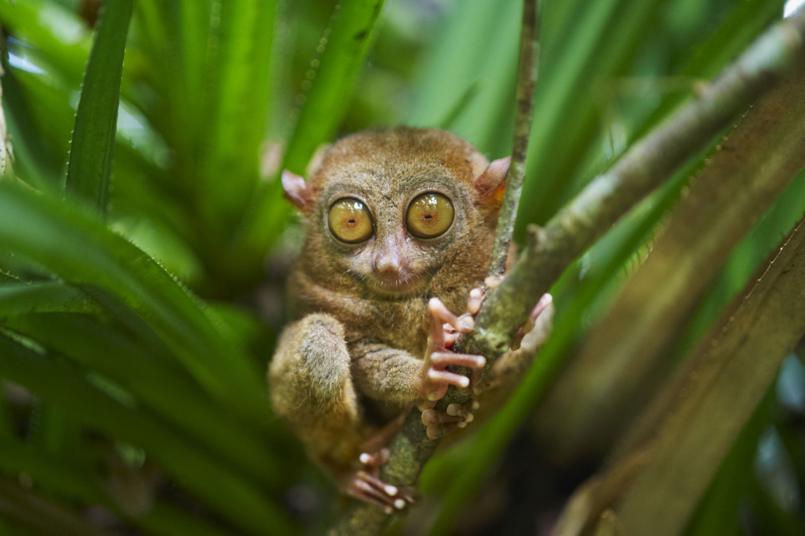 Philippines, Visayas islands, Bohol island, Primate Tarsier at Tarsier visitor center. (Photo: Tuul & Bruno Morandi/Getty Images)