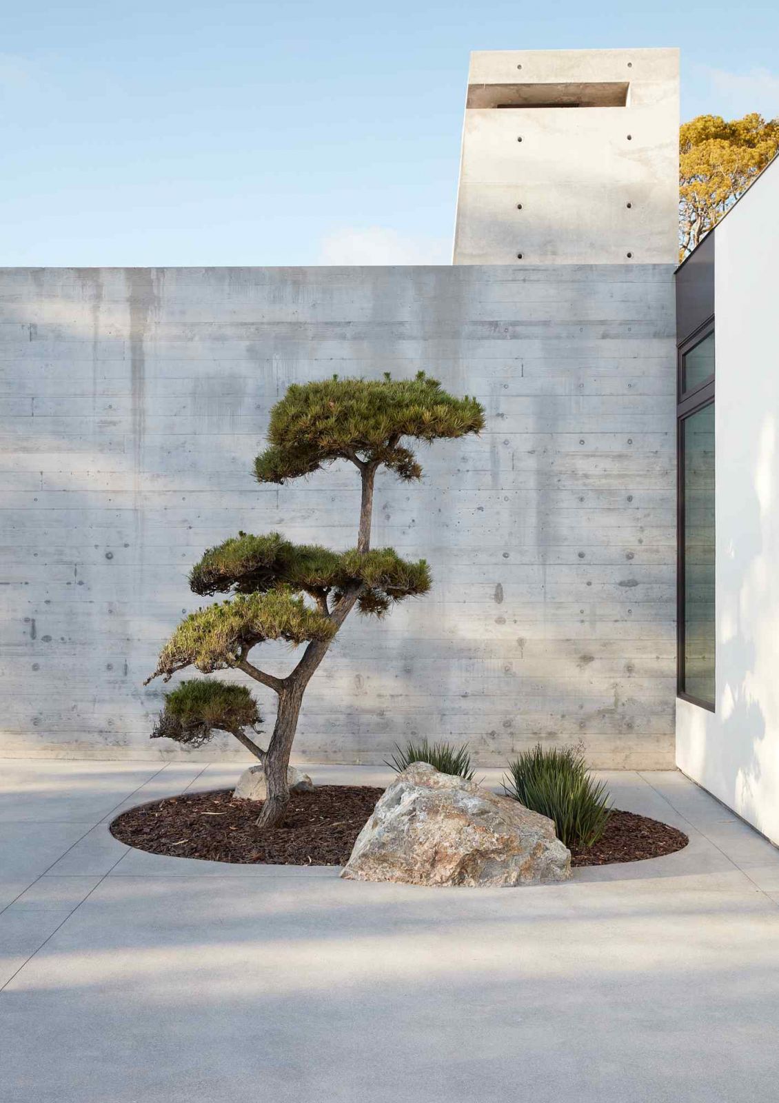 A mature niwaki-pruned Japanese black pine in the motor court