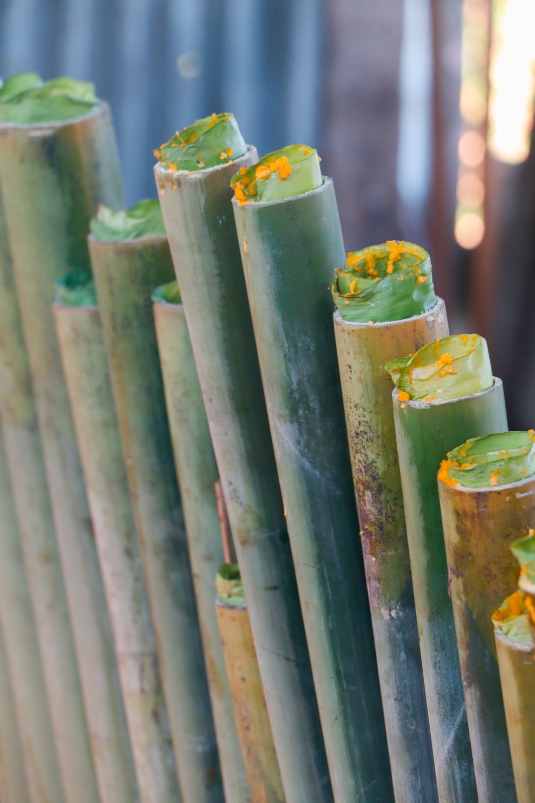 Lemang being prepared in hollowed bamboo tubes (Photo: Getty Images)