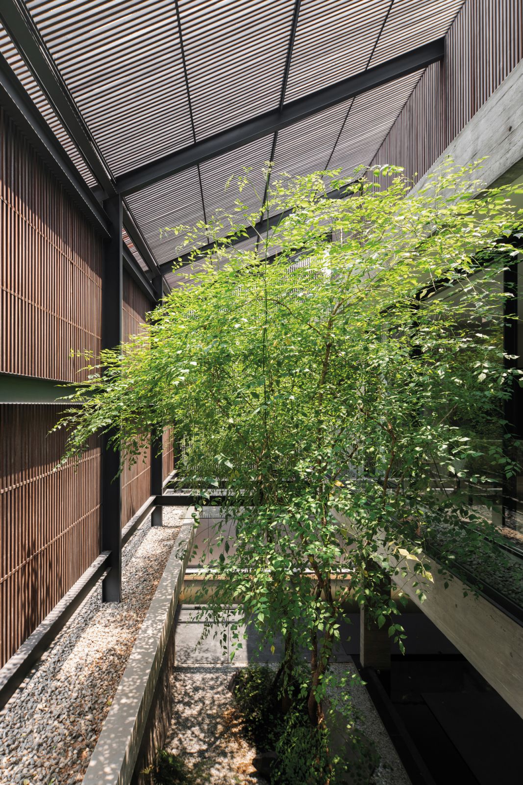 Two mature trees mediate the ironwood screen and the rooms