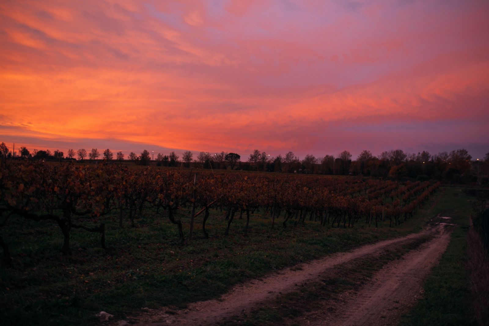 Vineyard in Cognac, France