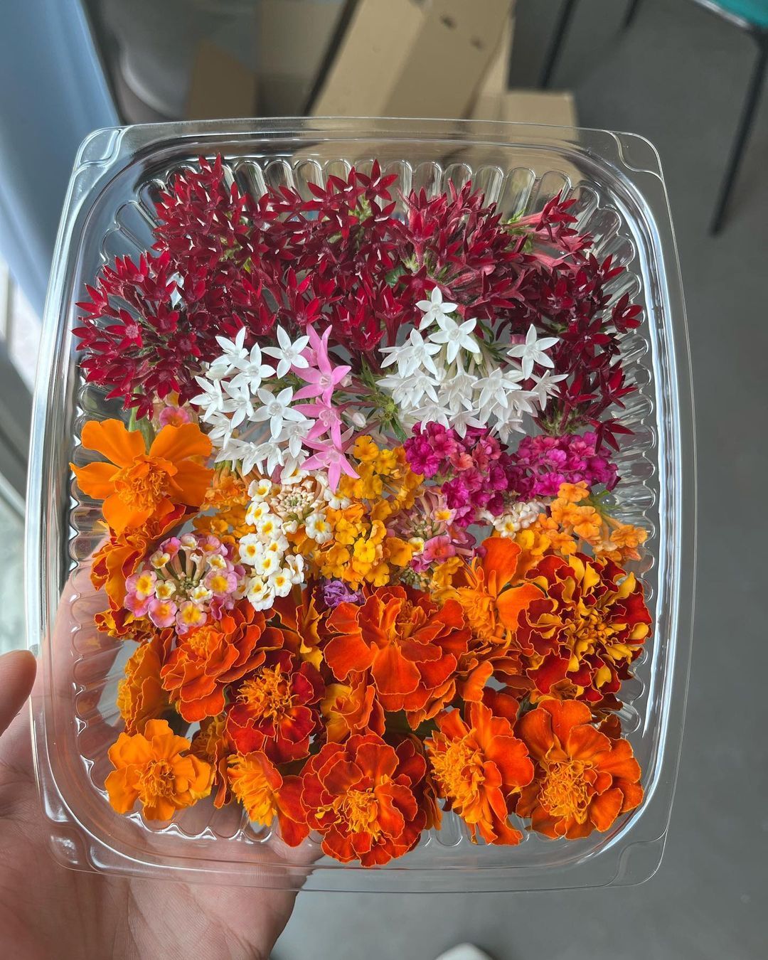 Edible flowers from Babylon Vertical Farm (Photo: Instagram / @bvfmicrogreens)