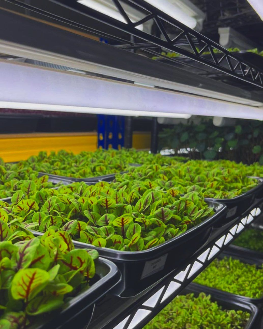 Babylon Vertical Farm’s microgreens (Photo: Instagram / @bvfmicrogreens)