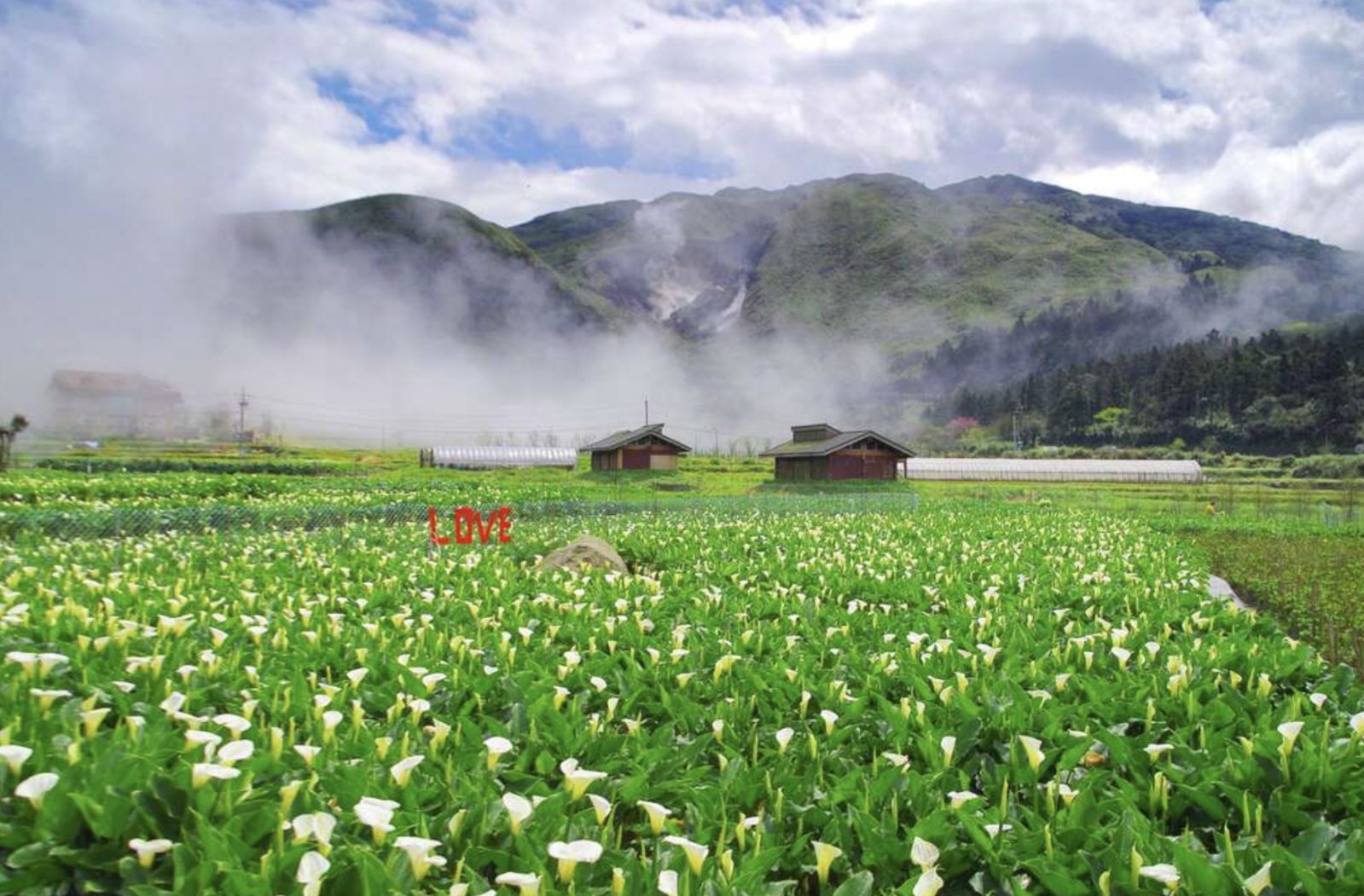 竹子湖海芋季及繡球花季