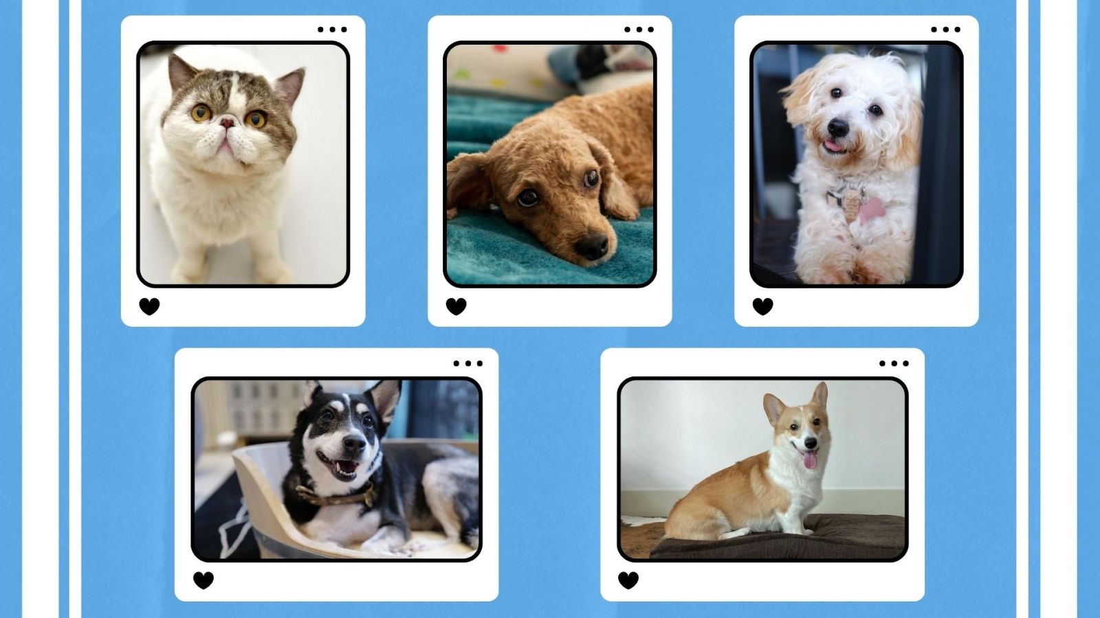 5 Adorable Pets And Their Celebrity Fur Parents Tatler Asia