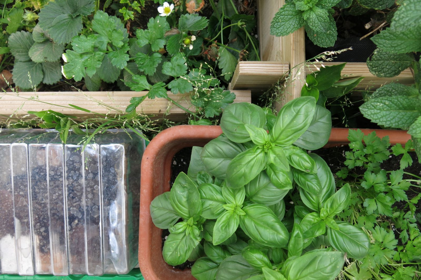 Planter boxes of herbs you can easily grow at home (Photo: Getty Images)