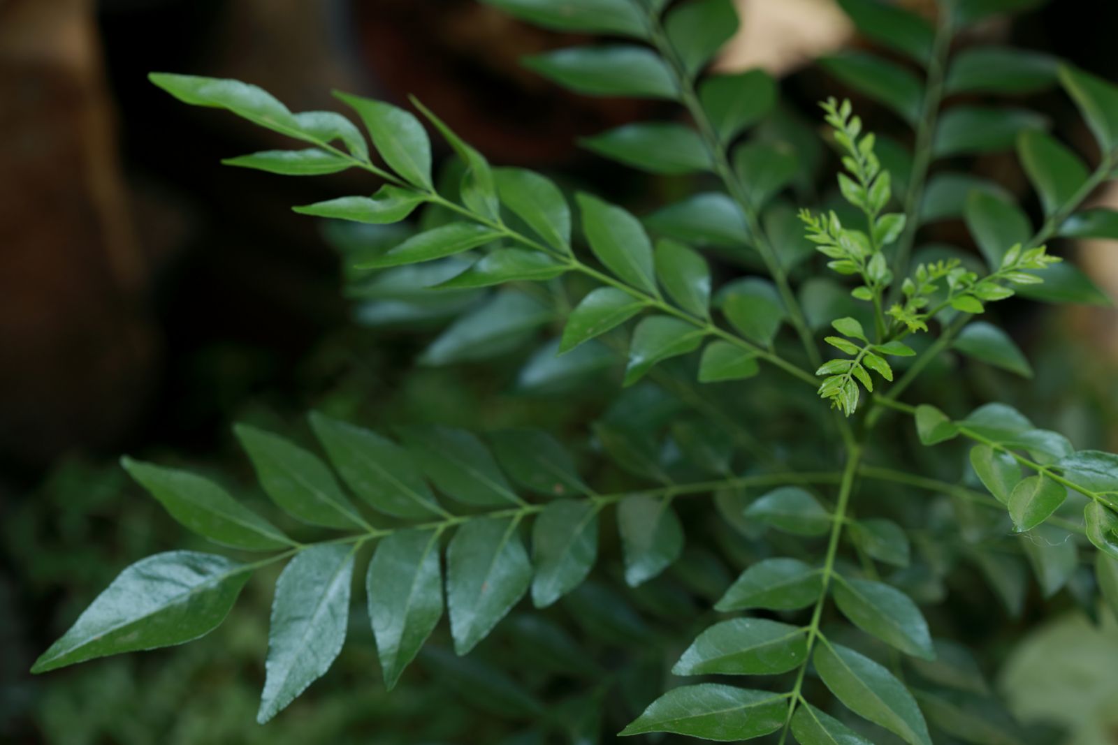 A young curry leaf plant (Photo: Getty Images)