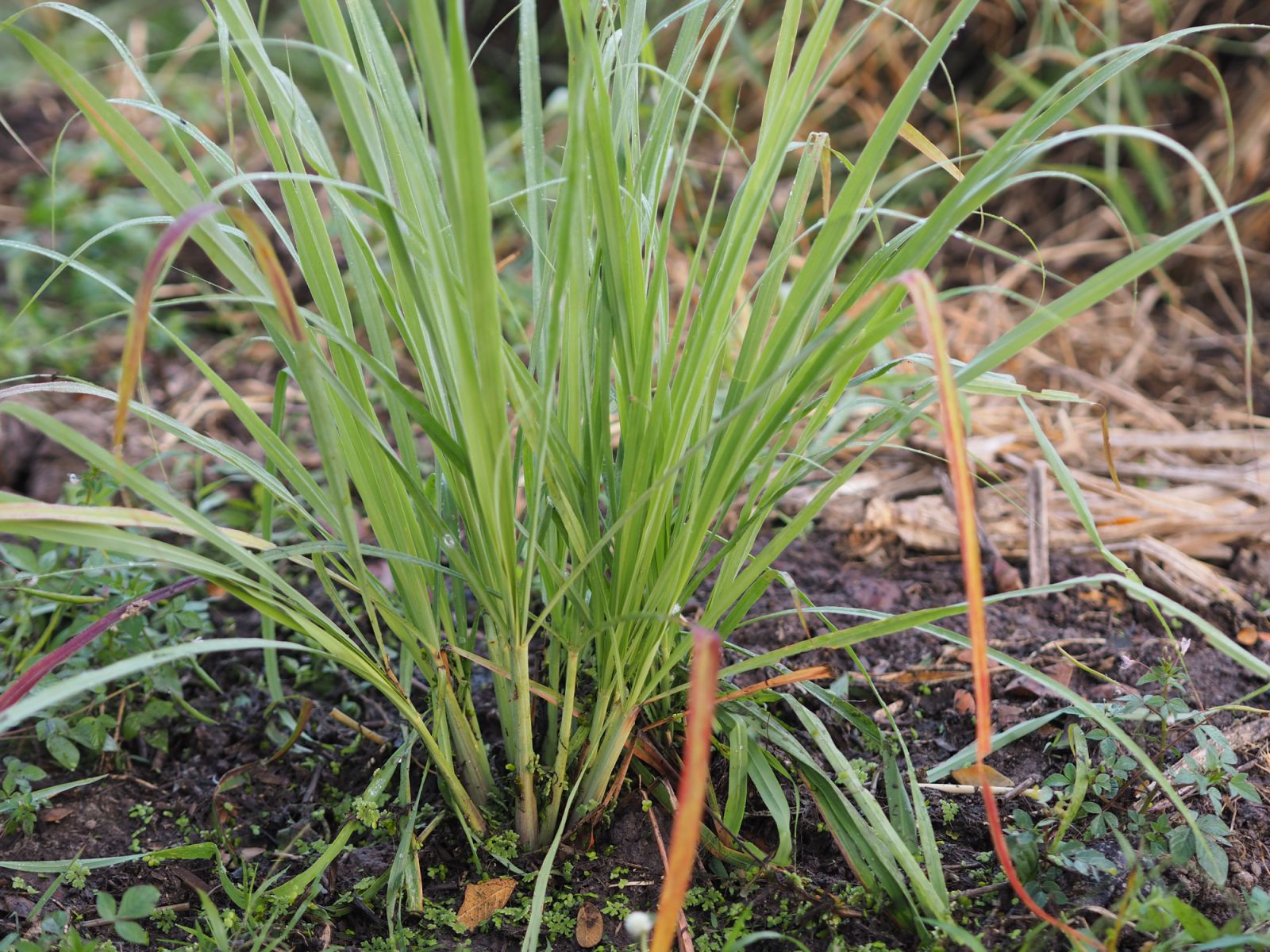 A wild-growing lemongrass plant