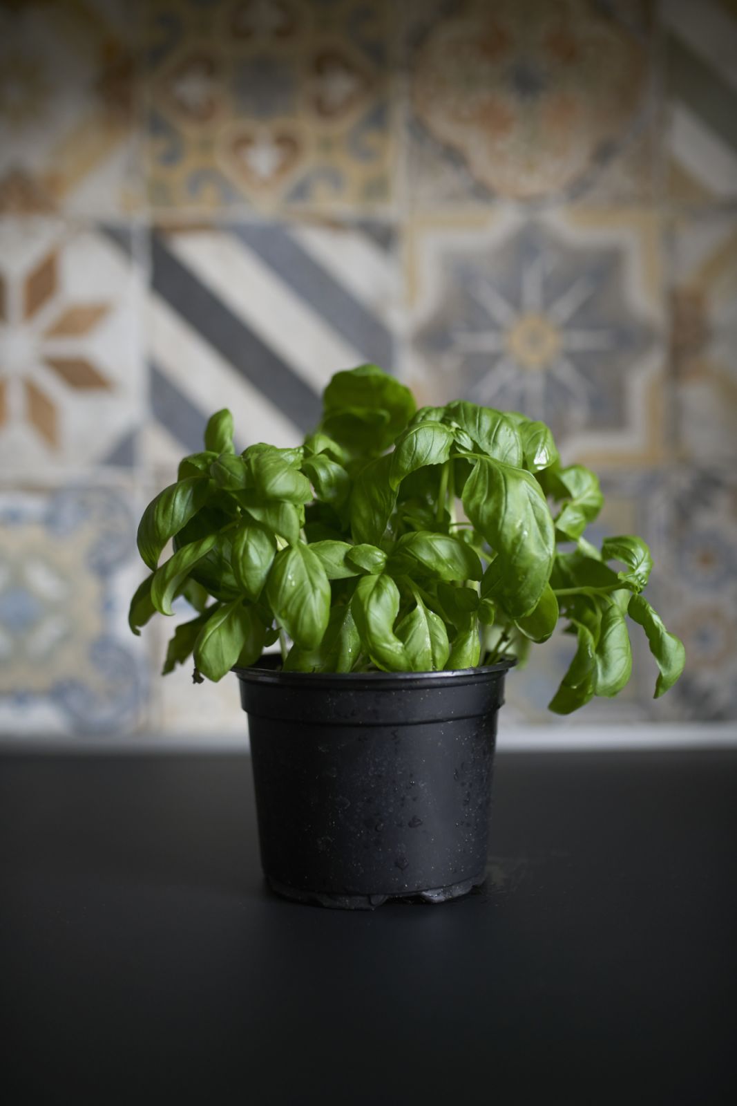 A small pot of sweet basil