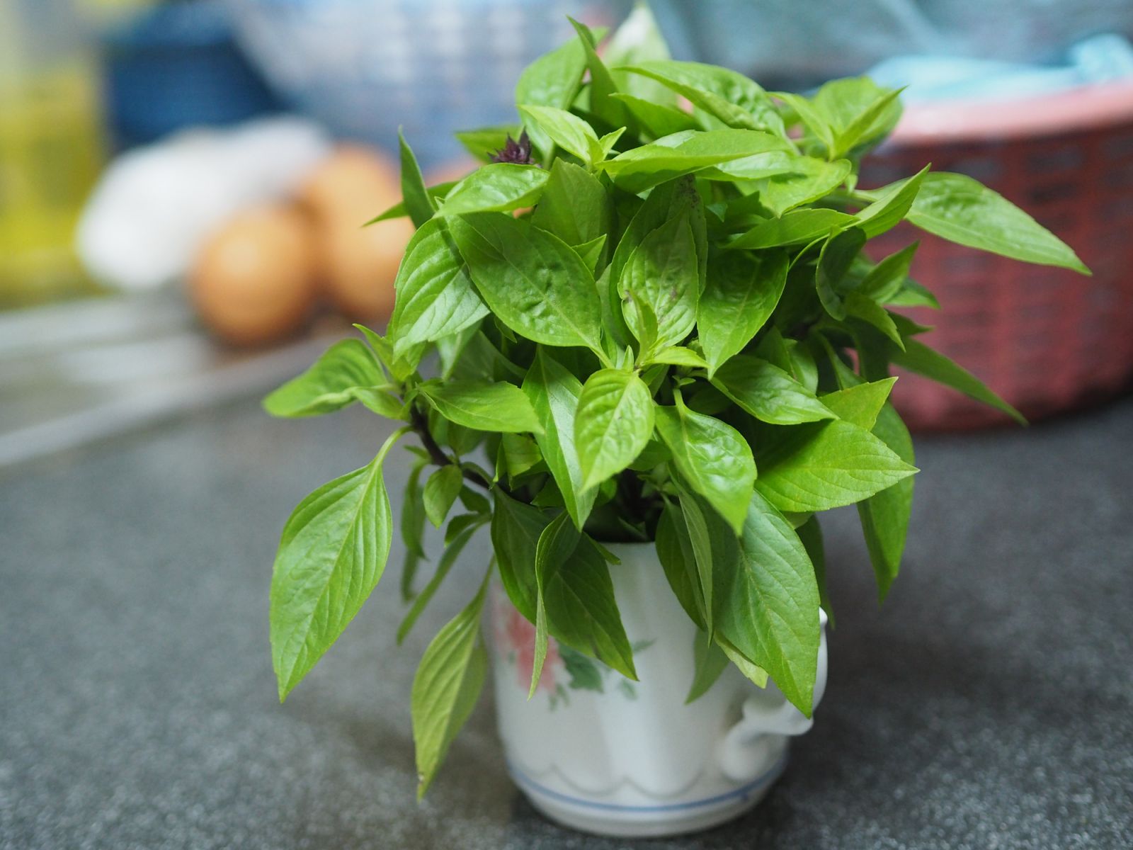 Potted Thai basil