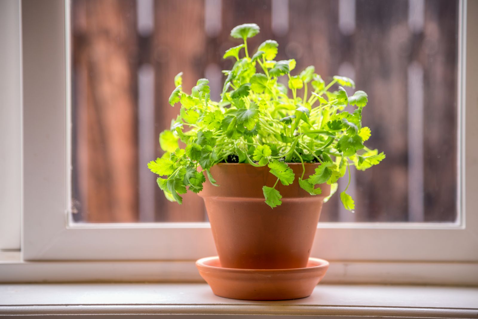 Coriander growing by a windowsill