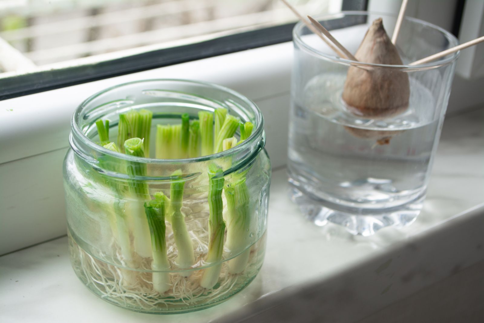 Spring onions propagating in water