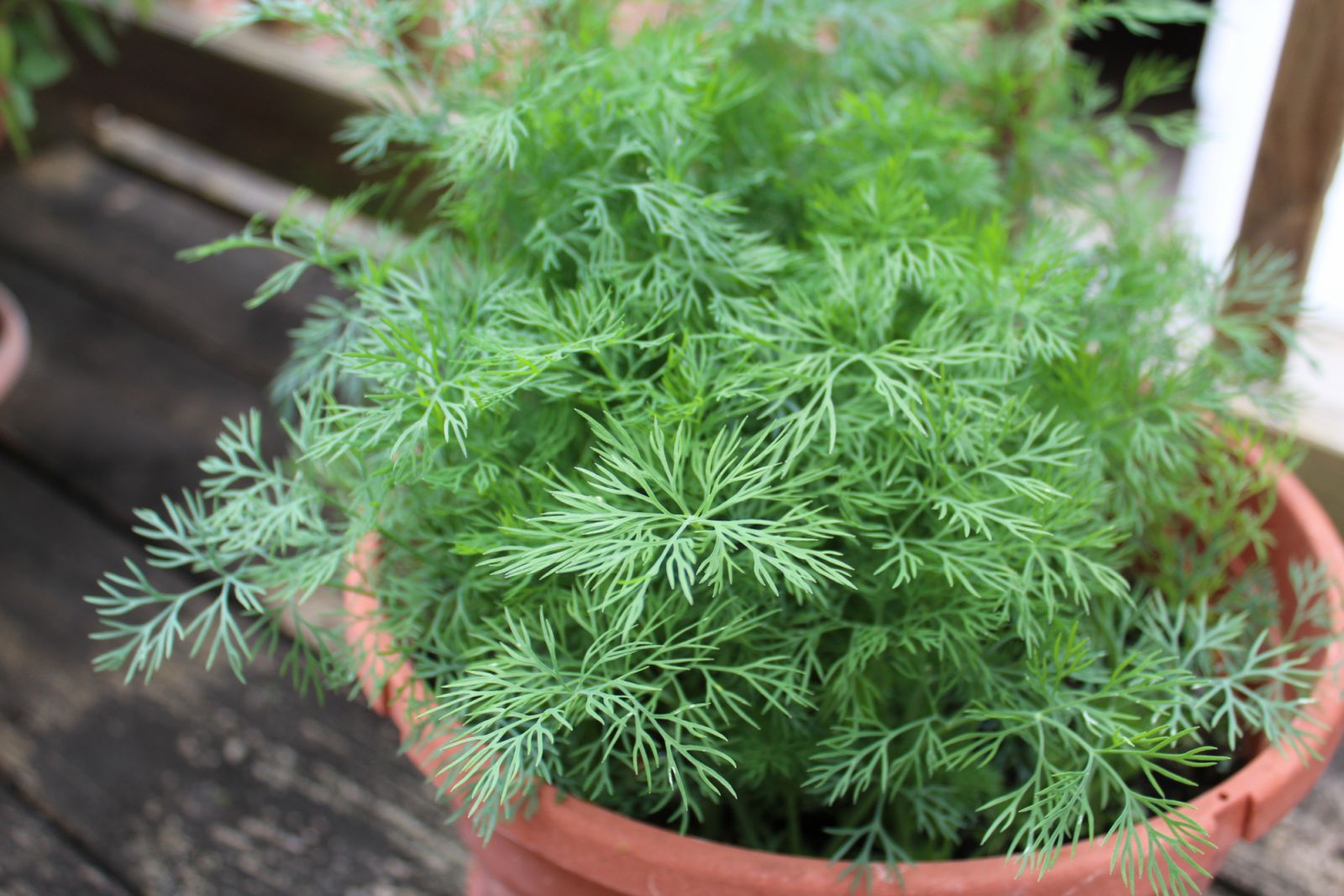 Dill growing in a terracotta pot