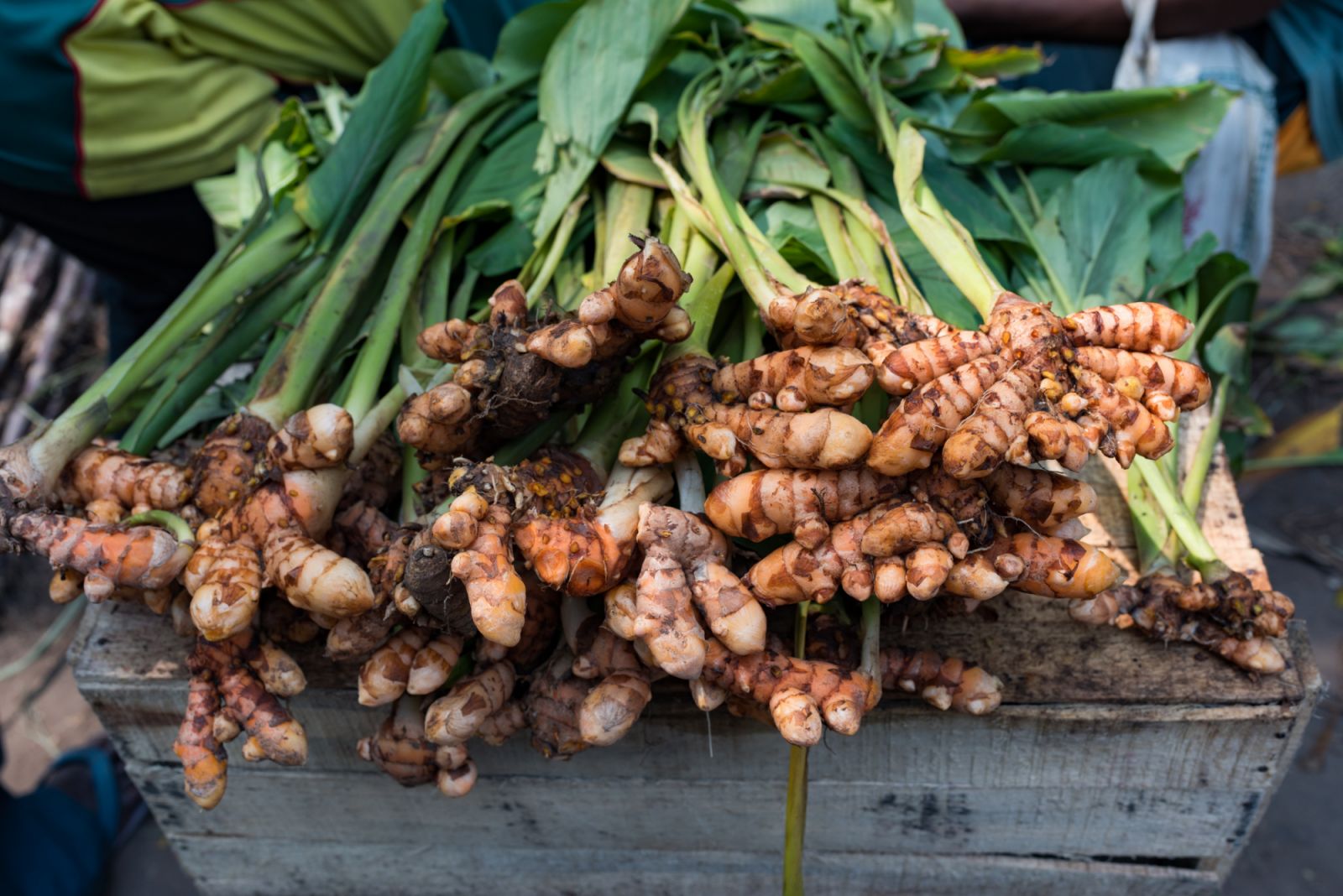 Freshly harvested turmeric roots and leaves