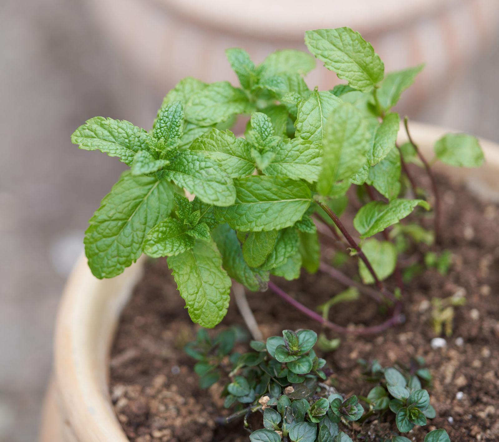 A pot of two kinds of mint