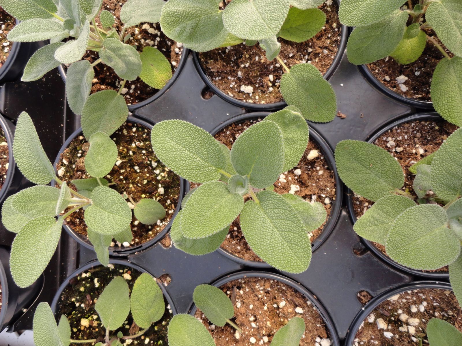 A tray of young sage plants