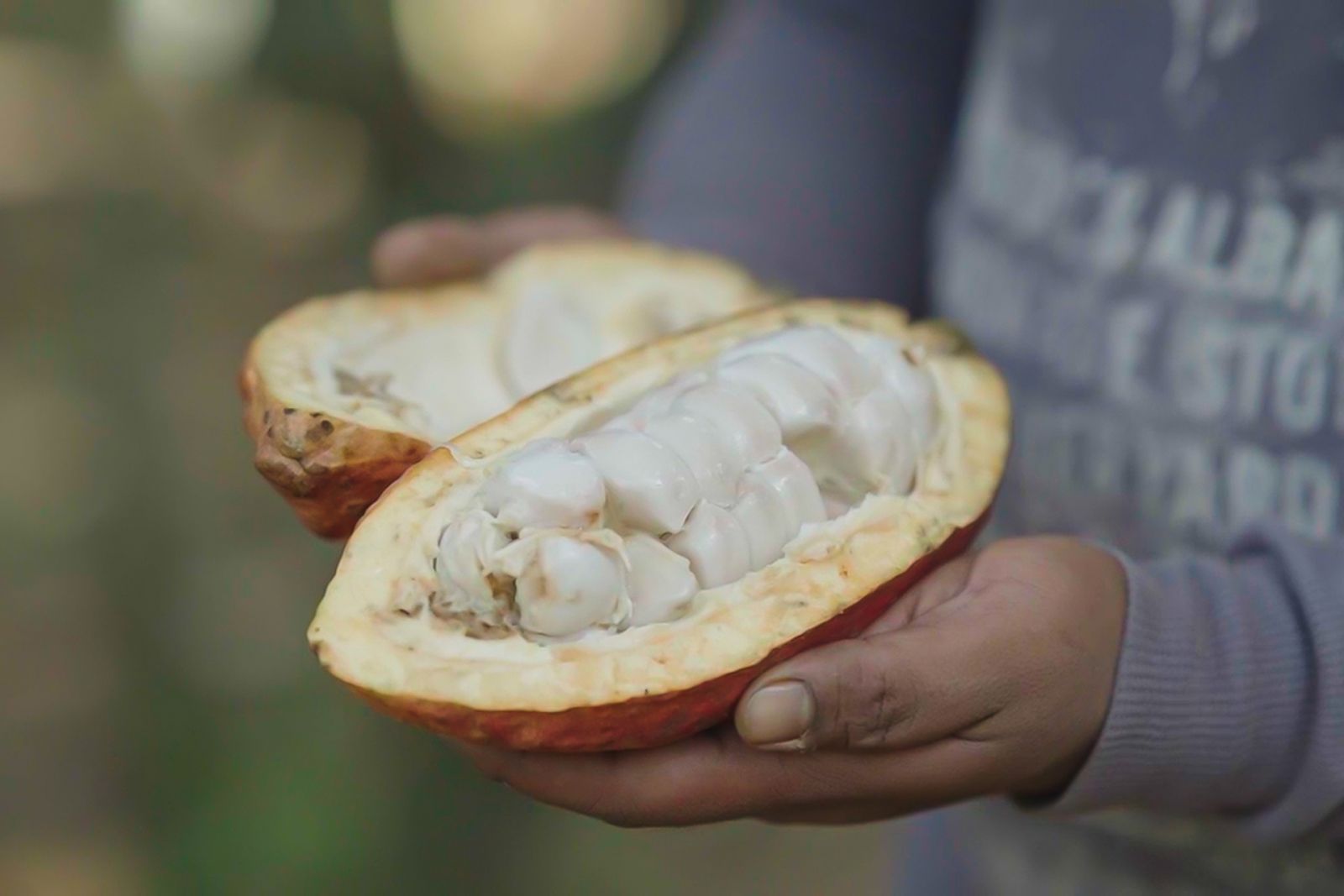 Cacao farms for R&B on The Unknown Faces of Cacao menu by Gallery by Chele