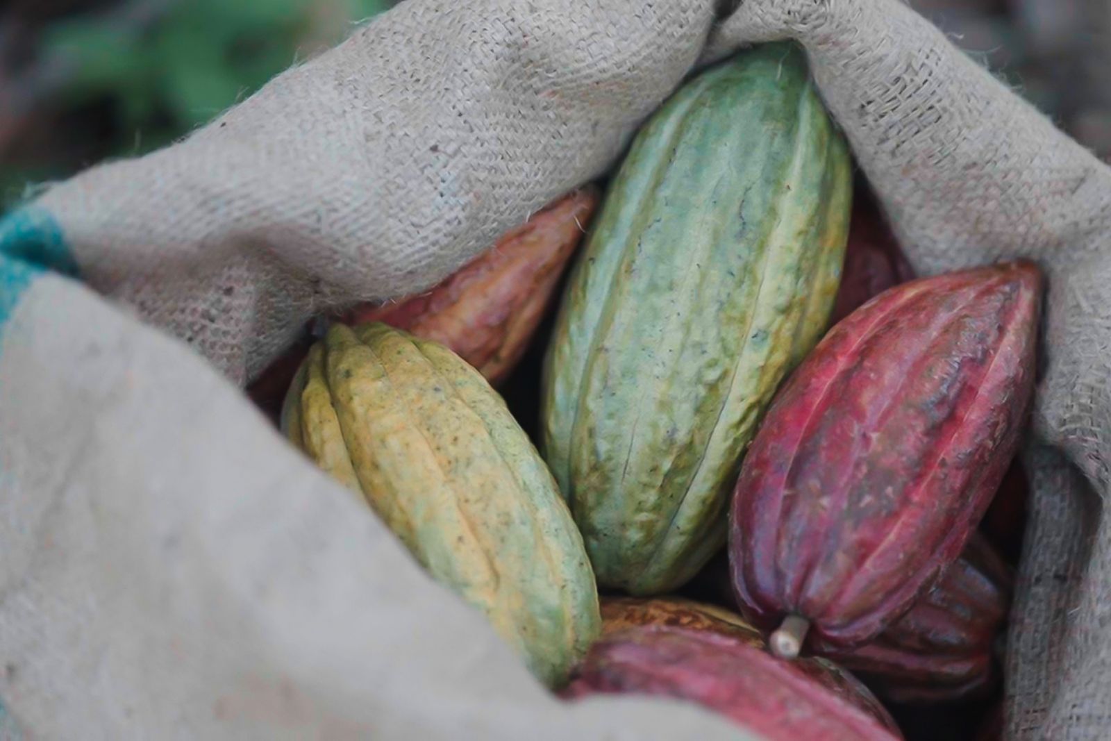 The Unknown Faces of Cacao menu by Gallery by Chele