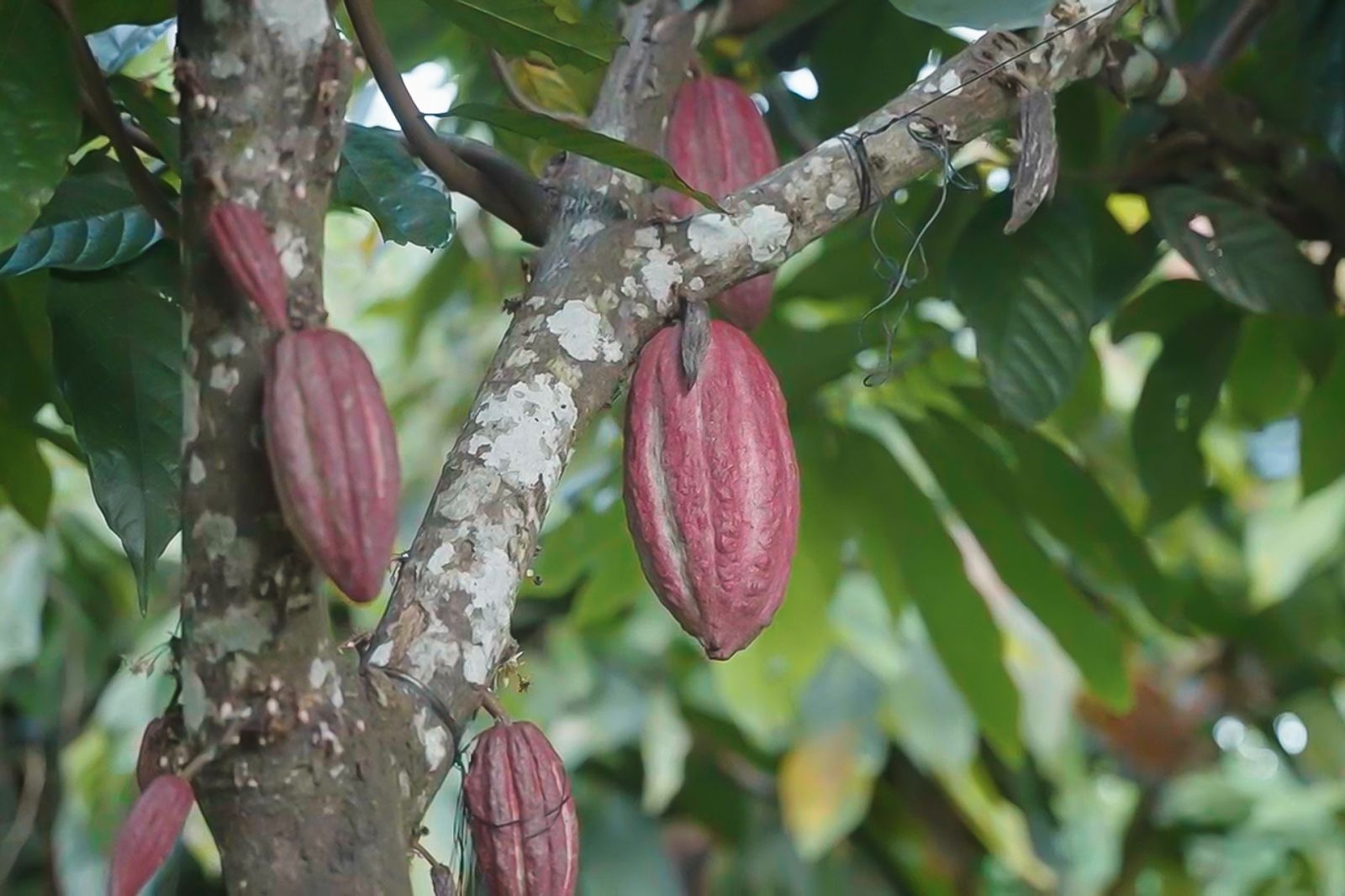 Cacao farms for R&B on The Unknown Faces of Cacao menu by Gallery by Chele