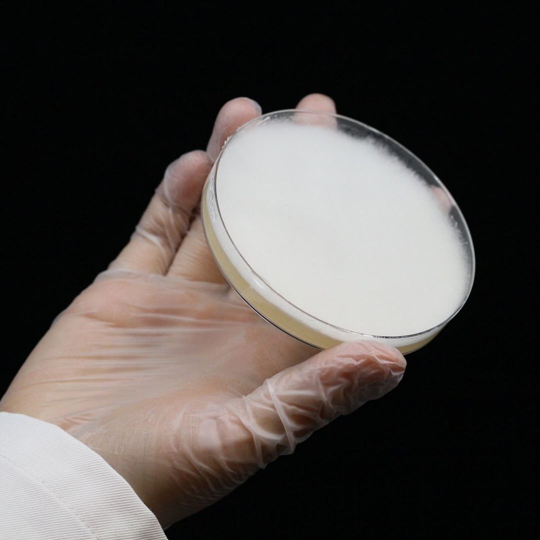 Kulat yang dibiak di makmal digunakan untuk membuat mikoprotein (Foto: Instagram / @mycorena_ab)