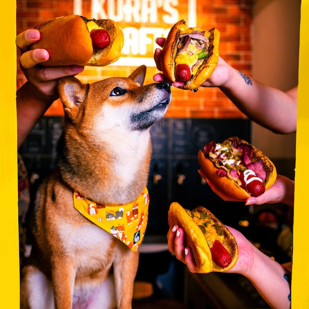 Kura the Shiba Inu staring longingly at hot dogs (Photo: Instagram / @kuras.krafts)