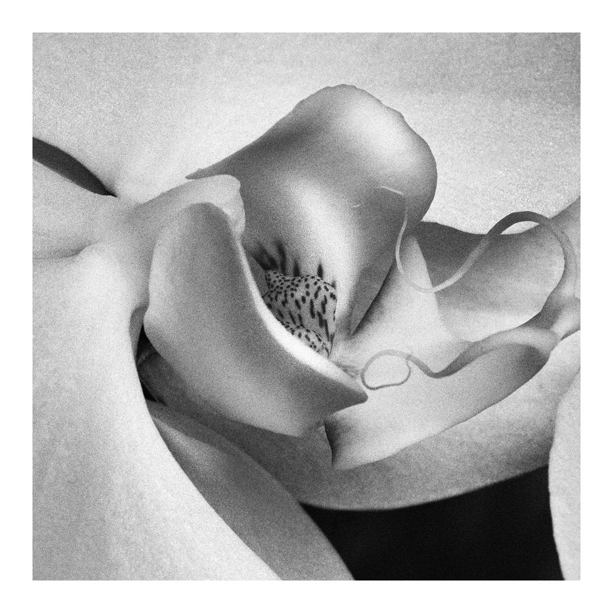 Epperson, T. - Phalaenopsis
