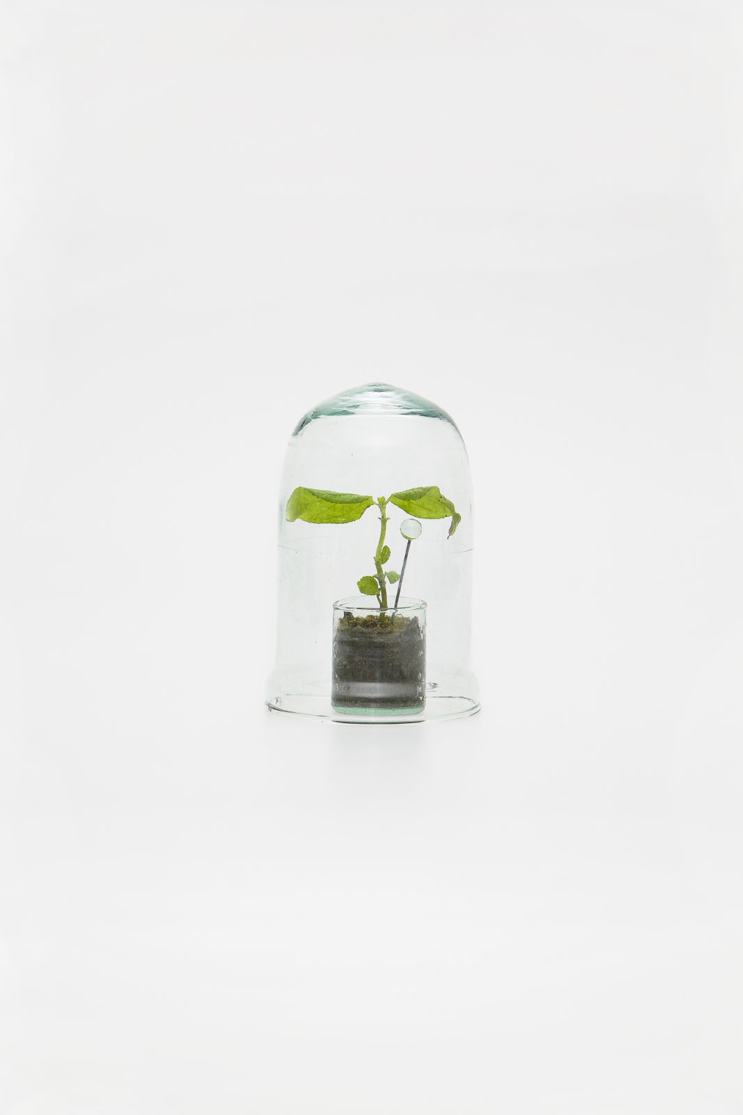 Navarozza, W. - TERRARIUM nº13